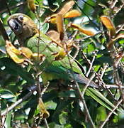 Brown-throated Parakeet