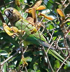 Conure cuivrée