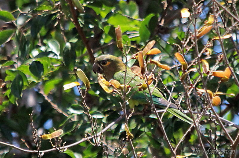 Brown-throated Parakeet, identification