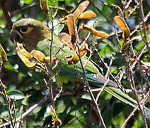 Brown-throated Parakeet