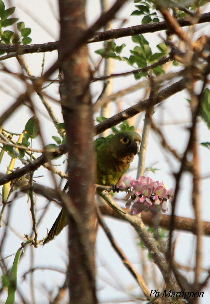 Brown-throated Parakeet, identification