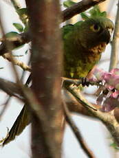 Conure cuivrée