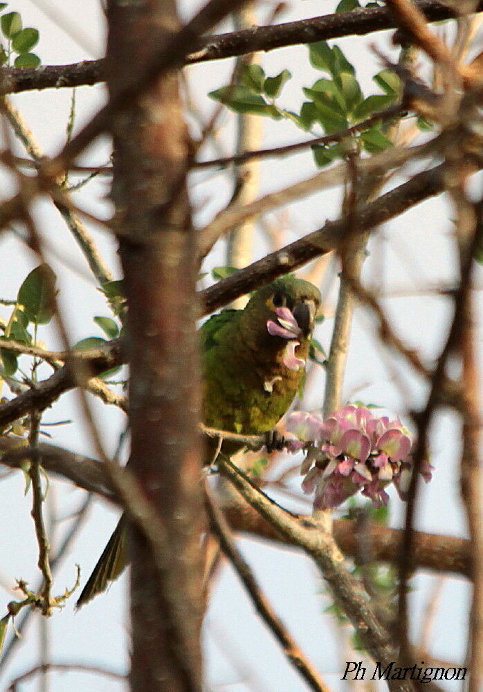 Conure cuivrée, identification, mange