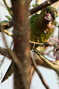 Brown-throated Parakeet