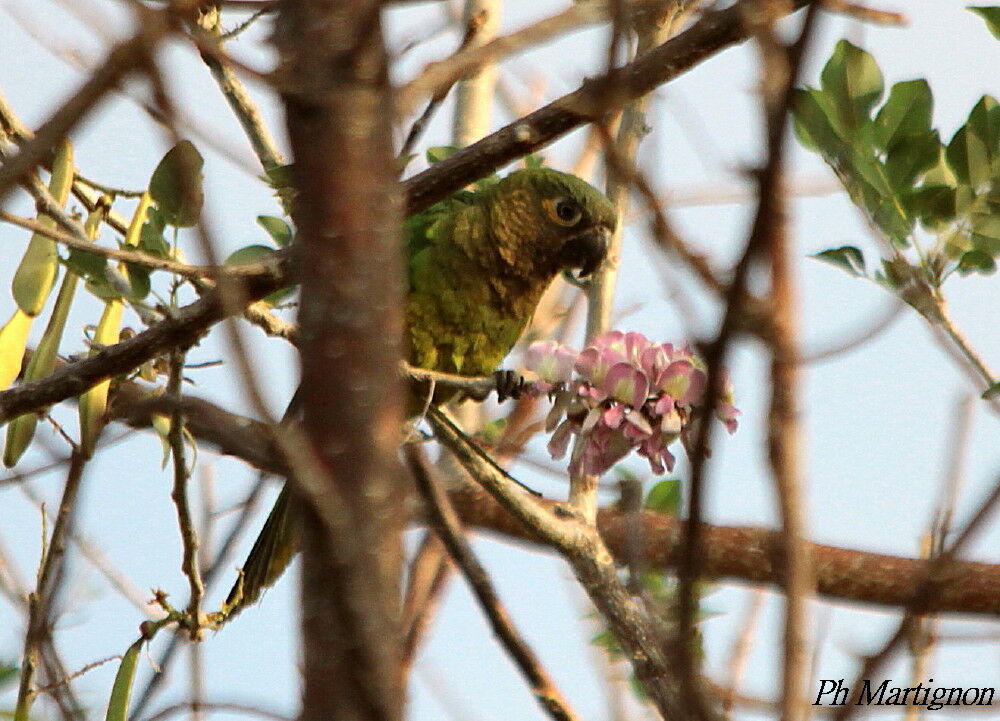 Conure cuivrée, identification