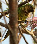 Conure cuivrée