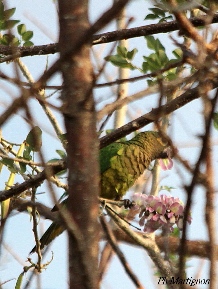 Conure cuivrée, identification, mange