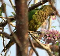 Brown-throated Parakeet