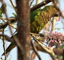 Conure cuivrée