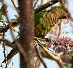 Conure cuivrée