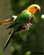 Conure jandaya