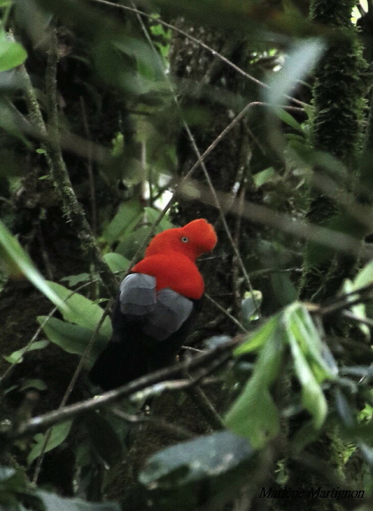 Coq-de-roche péruvien, identification