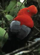 Andean Cock-of-the-rock