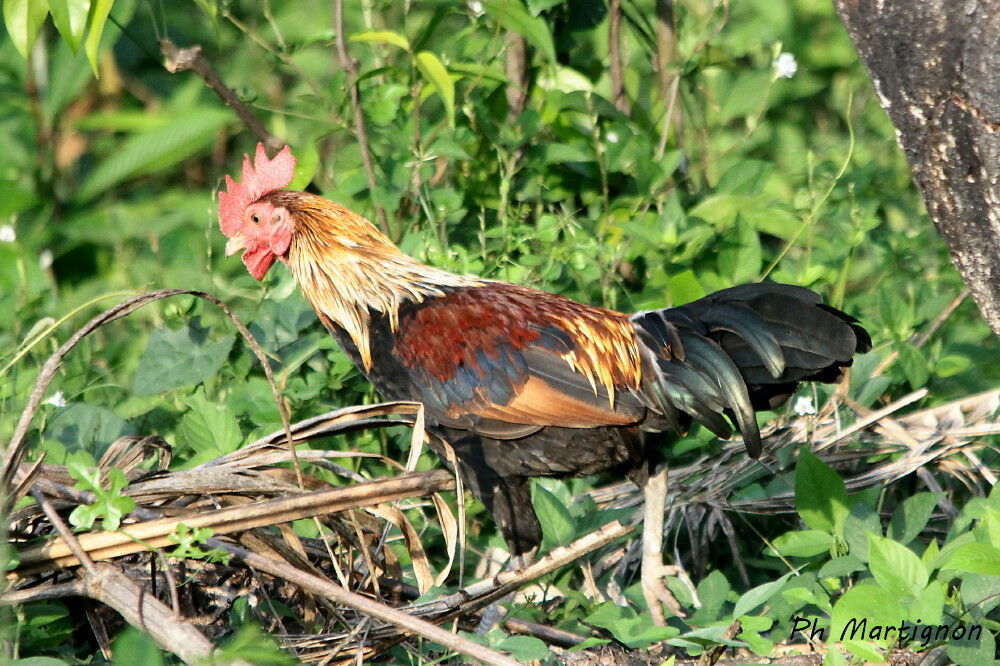 Red Junglefowl male, identification