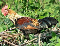 Red Junglefowl