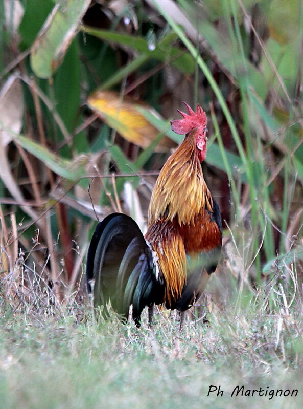 Red Junglefowl male, identification