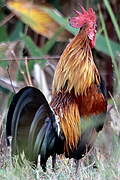 Red Junglefowl