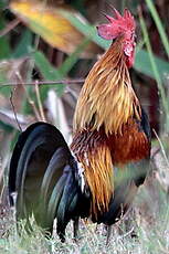 Coq bankiva