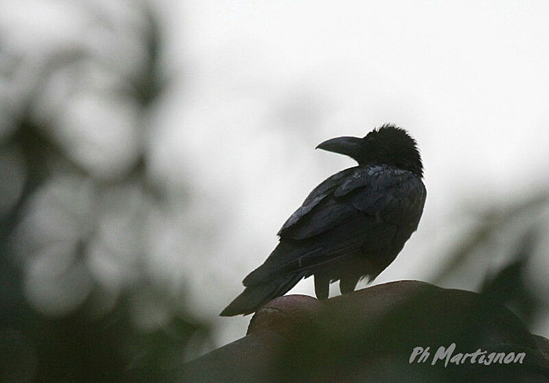 Corbeau à gros bec