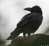 Large-billed Crow