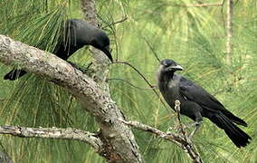 House Crow