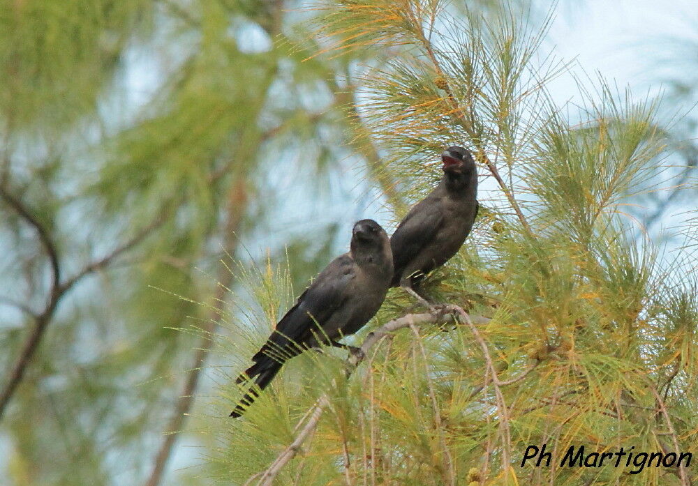 House Crow