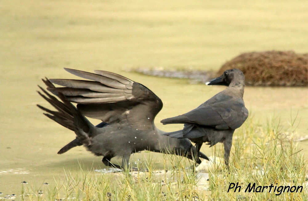 Corbeau familier, mange