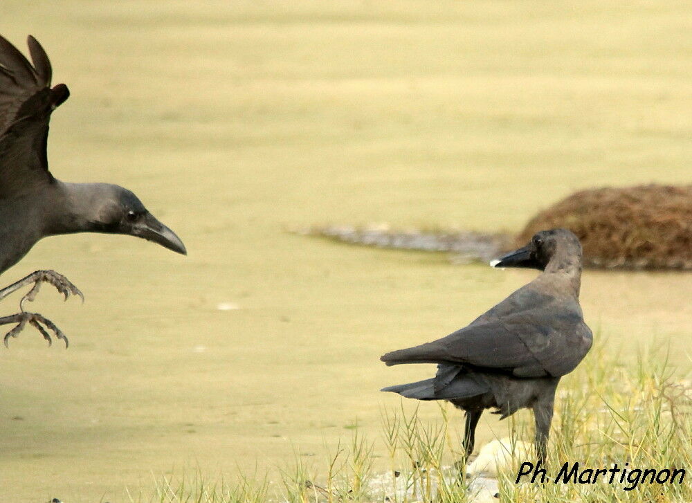 Corbeau familier, mange