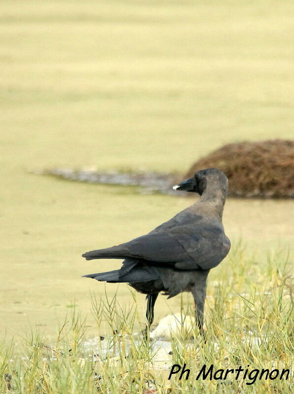 House Crow, identification, eats