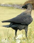 House Crow