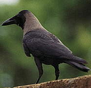 House Crow