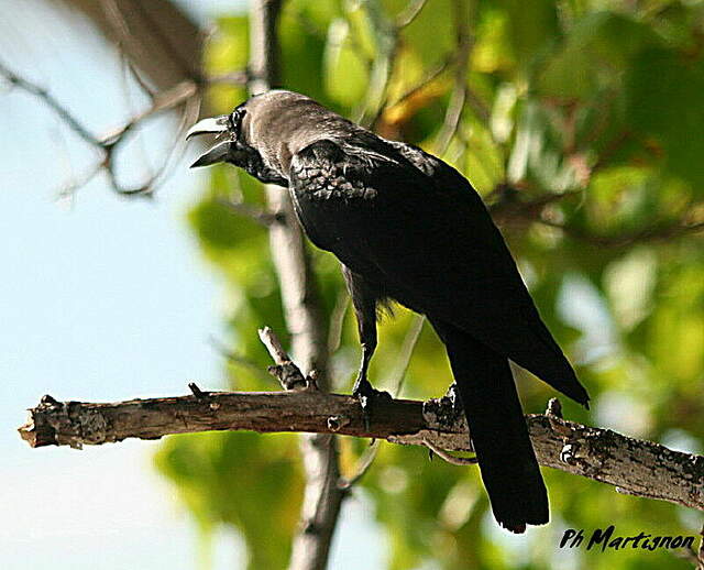 House Crow Corvus splendens phma111061