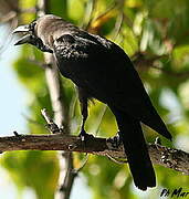 House Crow