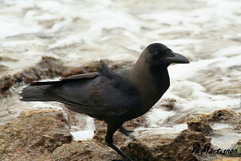 House Crow