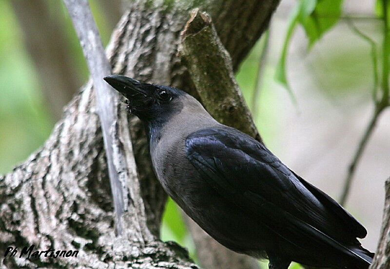 House Crow