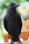 House Crow