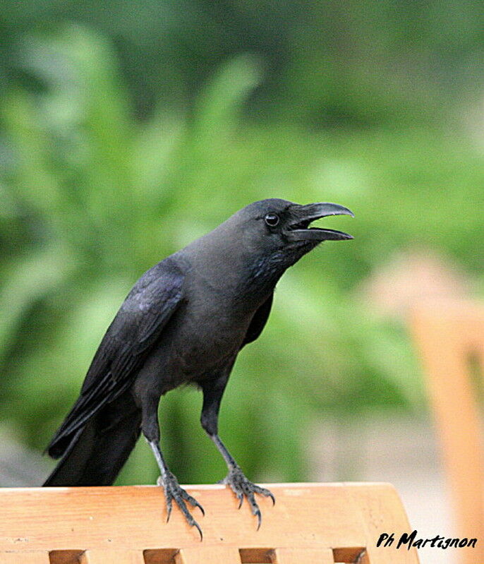 House Crow, identification