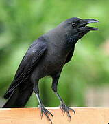 House Crow