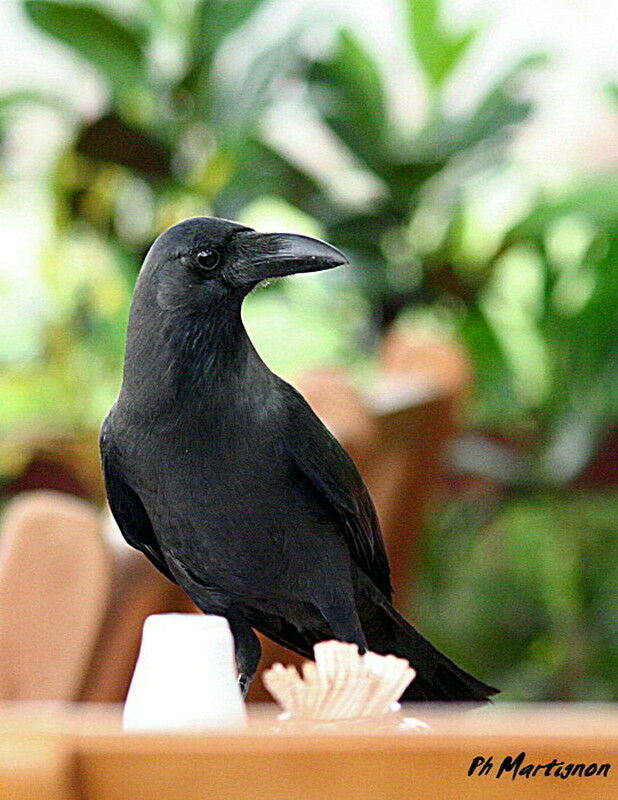 Corbeau familier, identification