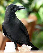 House Crow