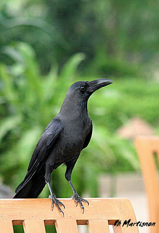 House Crow, identification