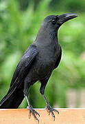 House Crow