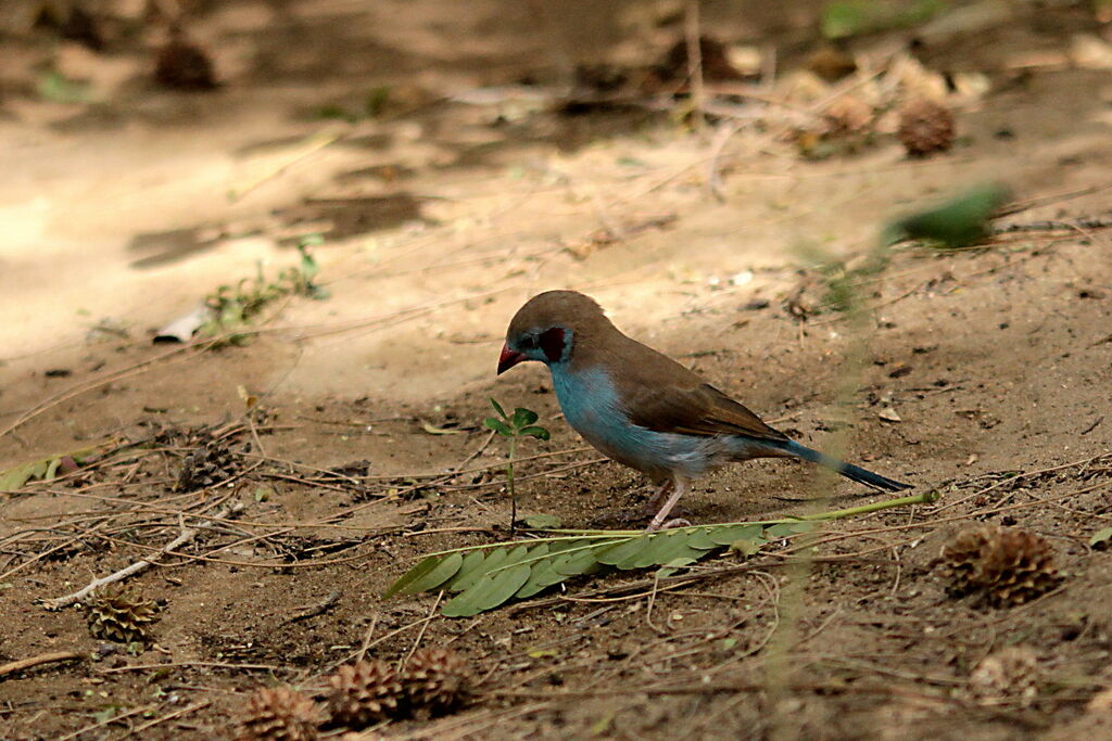 Cordonbleu à joues rouges mâle adulte, identification