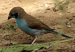 Red-cheeked Cordon-bleu