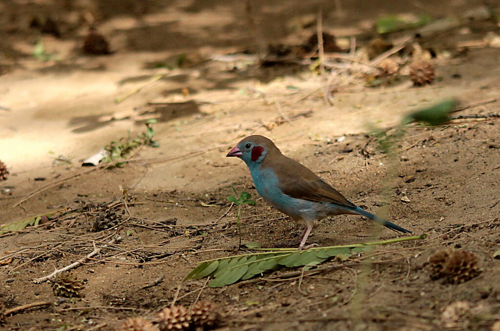 Cordonbleu à joues rouges mâle adulte, identification