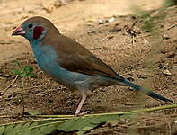 Cordonbleu à joues rouges