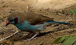 Cordonbleu à joues rouges