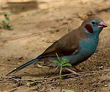 Red-cheeked Cordon-bleu