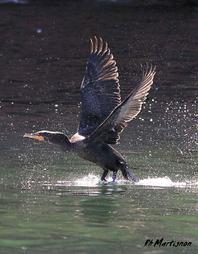 Cormoran à aigrettes