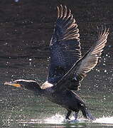 Double-crested Cormorant